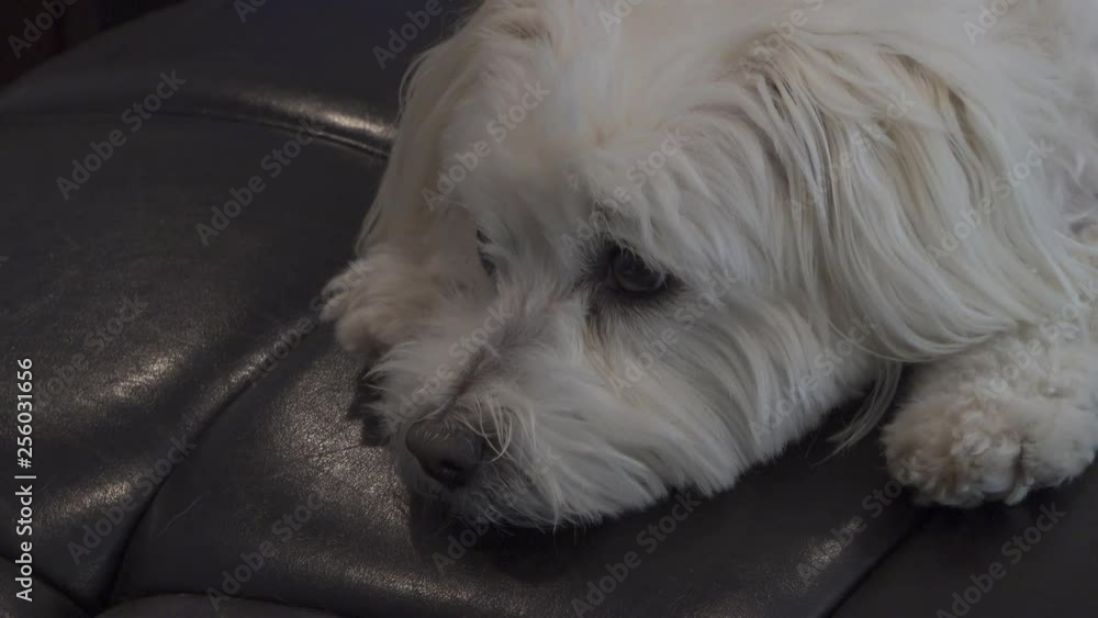 Coton de tulear dog resting on chair. Coton de tulear dog resting on chair.