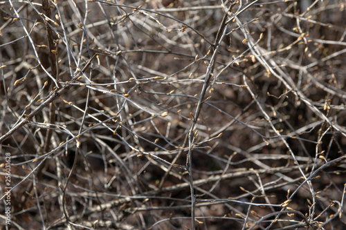 thin branches with buds