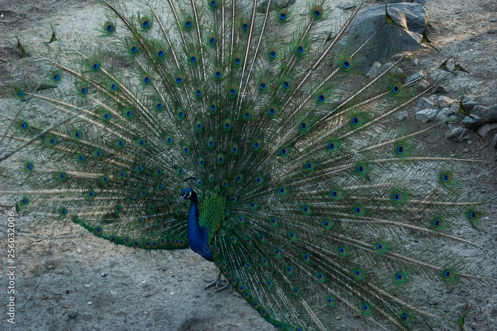 Obraz premium peacock