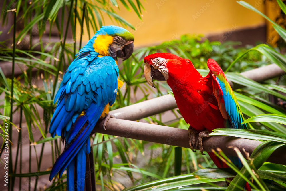 Obraz premium Blue-and-Yellow-Macaw. Parrot