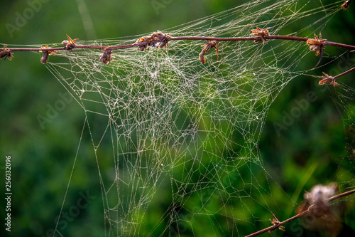 Dew drops on spider web in forest.