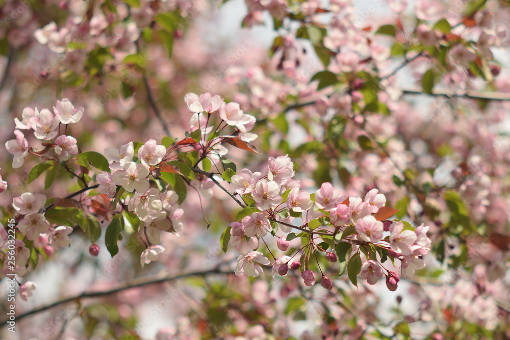 Garden of Eden with blooming apple trees - closeup. Garden of Eden with blooming apple trees - closeup.