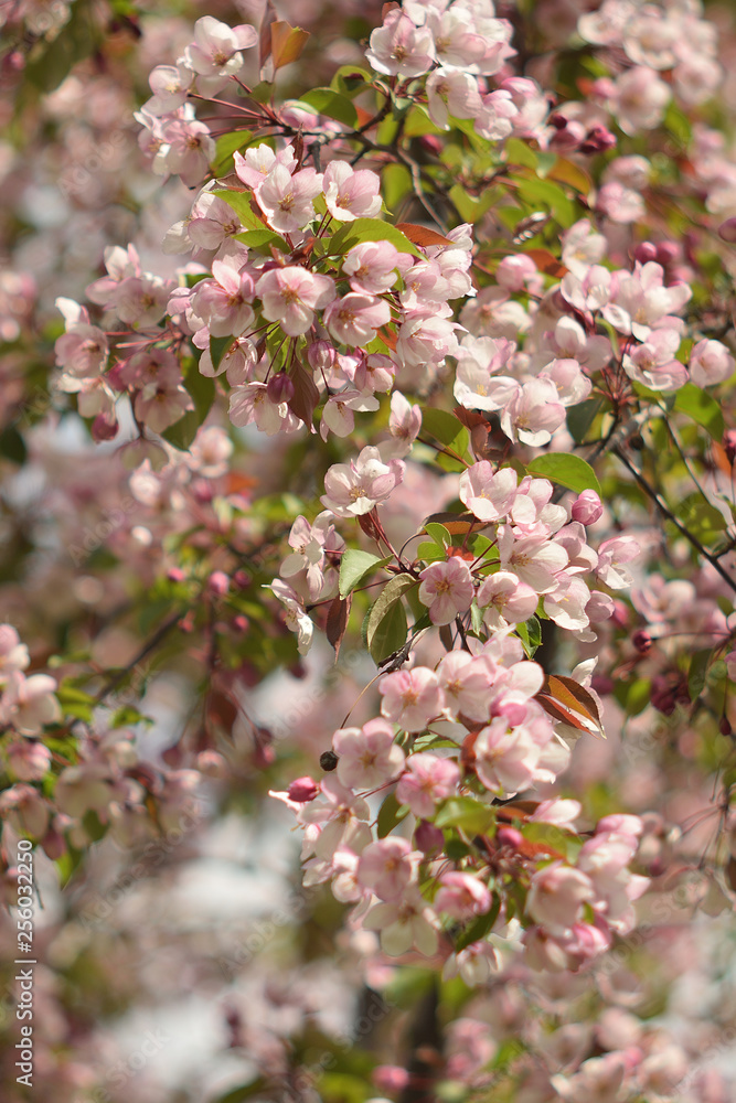 Garden of Eden with blooming apple trees - closeup. Garden of Eden with blooming apple trees - closeup.