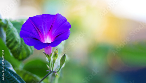 Blue flower morning glory on a blurry background. Summer flowers. Panorama. Copy space_ photo