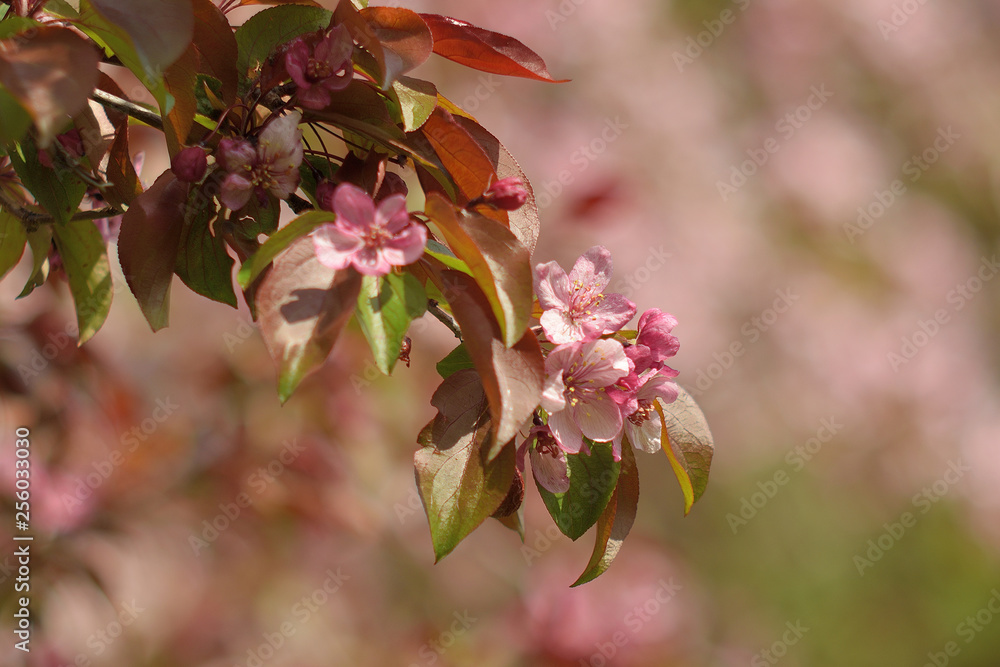 Garden of Eden with blooming apple trees - closeup. Garden of Eden with blooming apple trees - closeup.