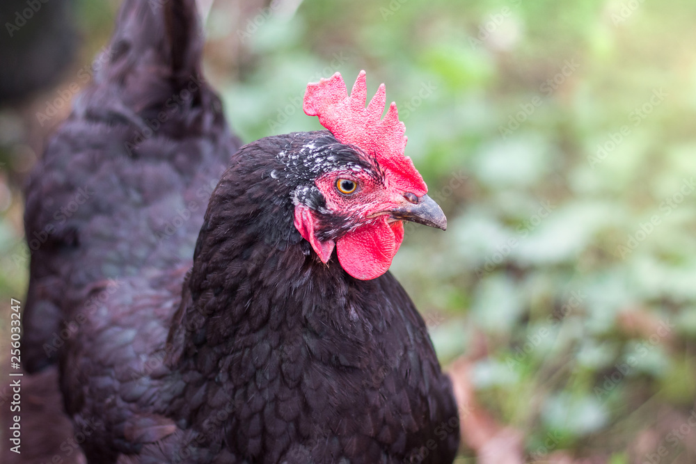 Portrait of a black chicken close-up in profile_
