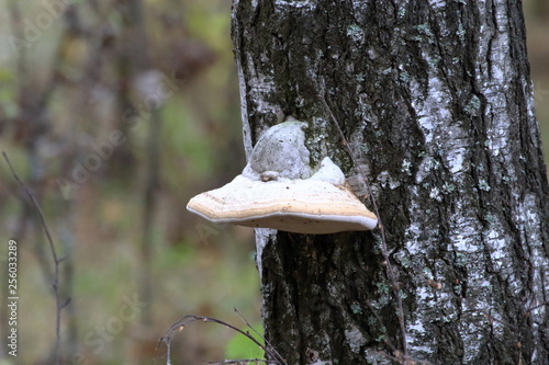 mushroom on the birch tree