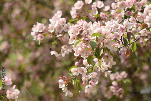 Garden of Eden with blooming apple trees - closeup.