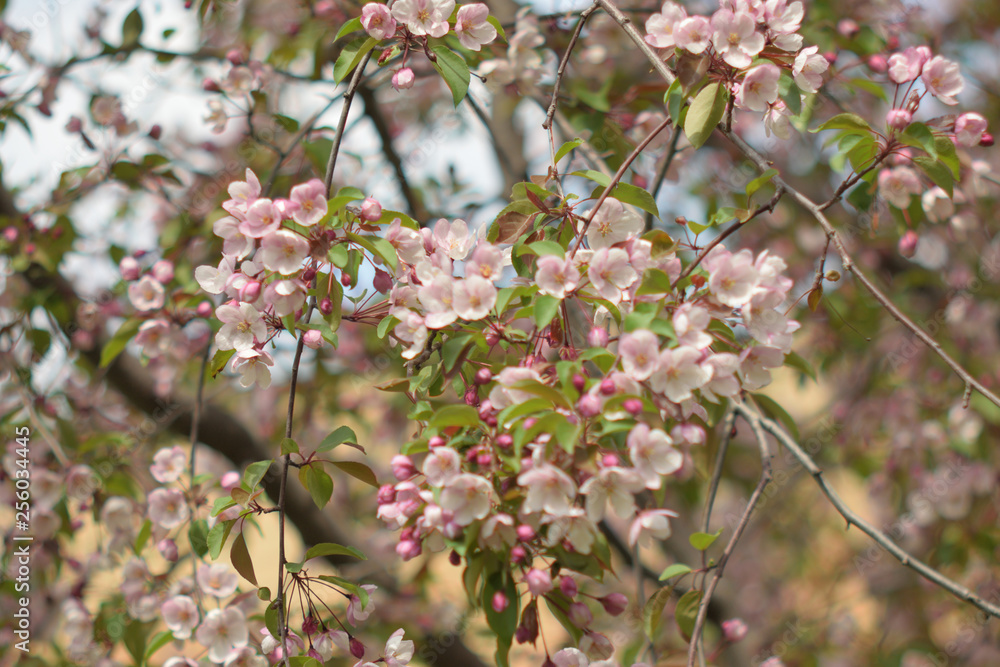 Garden of Eden with blooming apple trees - closeup.