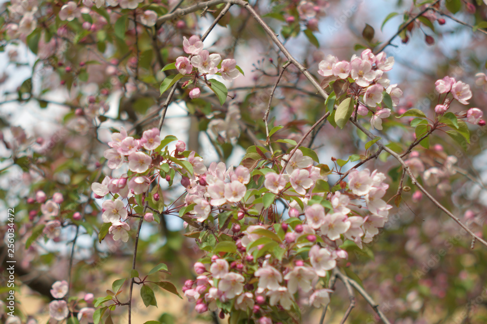 Garden of Eden with blooming apple trees - closeup. Garden of Eden with blooming apple trees - closeup.