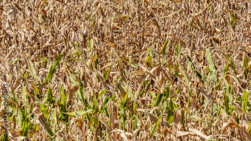 background of corn plantation wheat pattern colors green and yellow