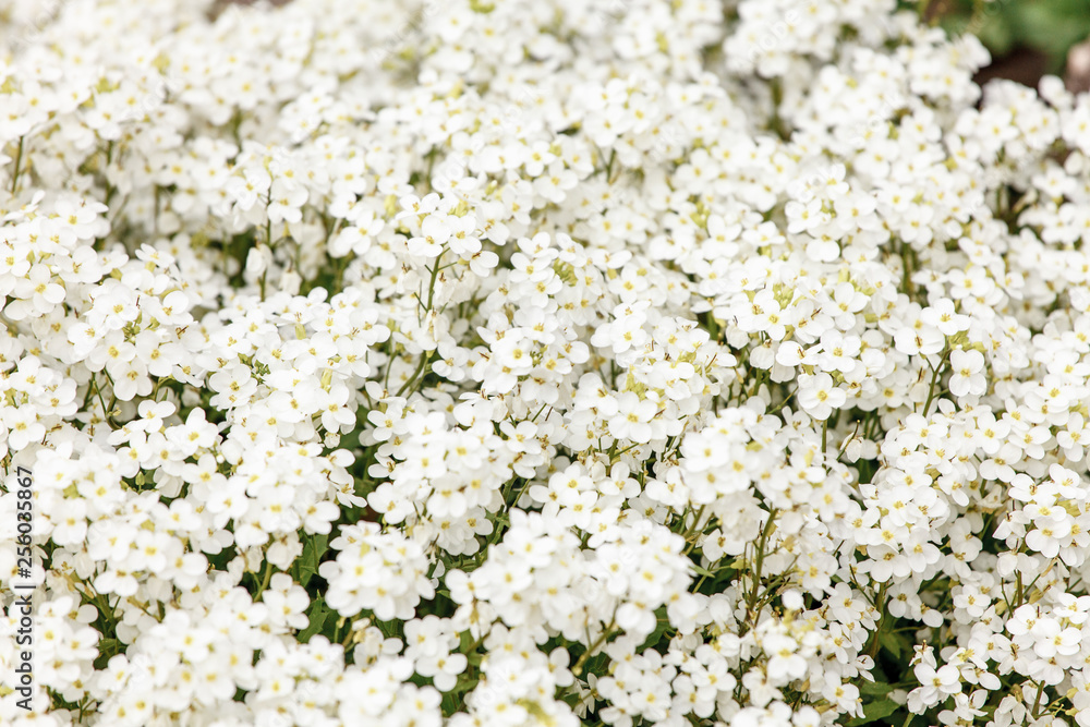 white flowers on a green background white flowers on a green background