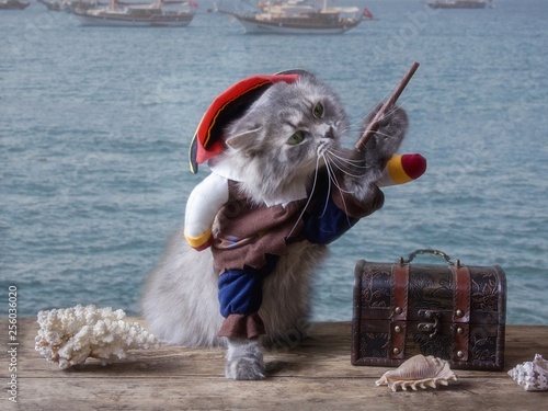 Funny kitten in a pirate costume photo