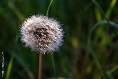 Close up of a dandelion  Taraxacum officinale   with green background on a sunny day. Focus on foreground.