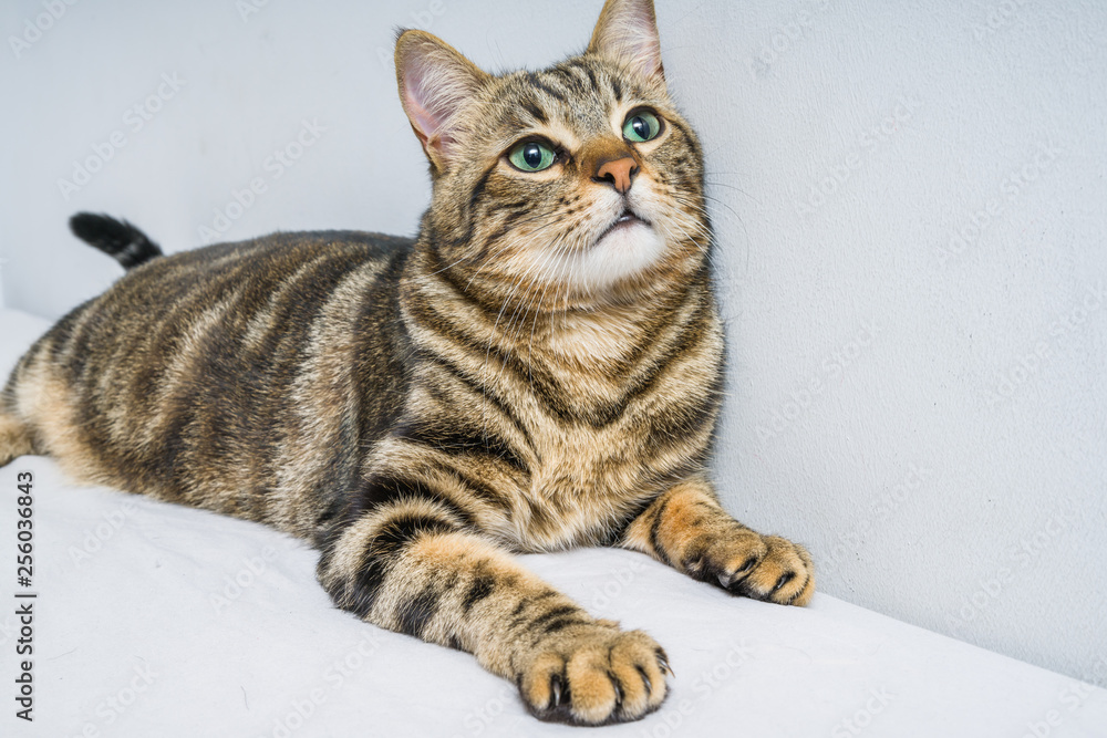 Naklejka premium Piękny, krótkowłosy kot leżący na łóżku w domu