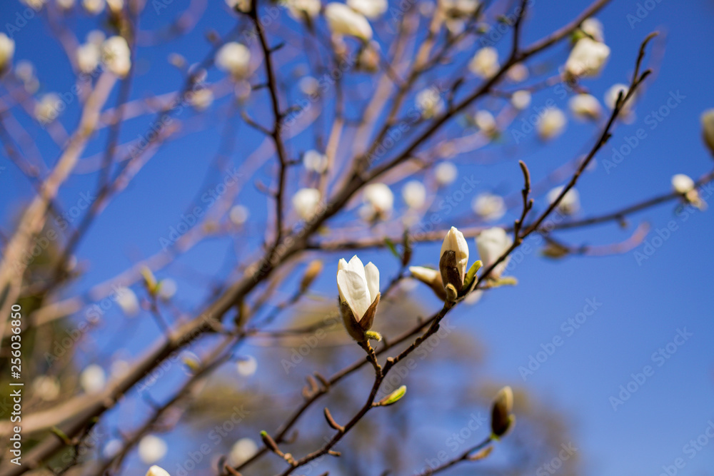 Colorful landscape of purple flowers in the spring season. Amazing background with magnolia tree. Beautiful pink magnolia petals on blue sky background. Blooming branch of magnolias attractive flower.
