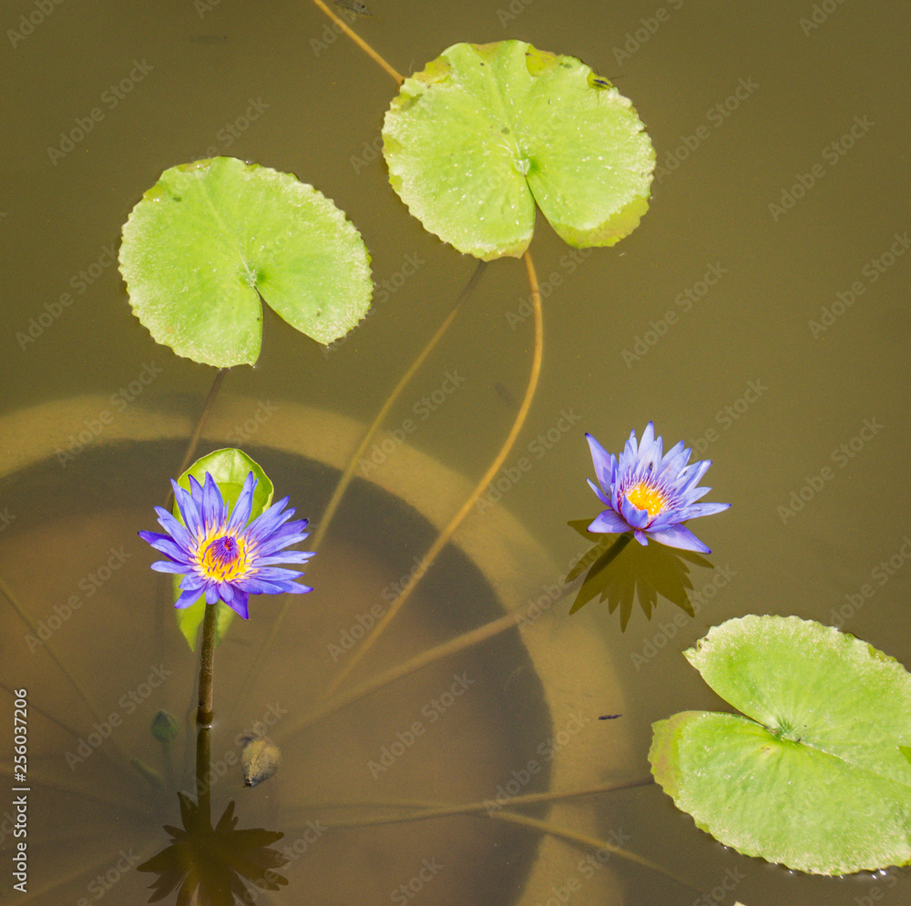 two purple lotus blossoms with their green leaves in a murky pond two purple lotus blossoms with their green leaves in a murky pond