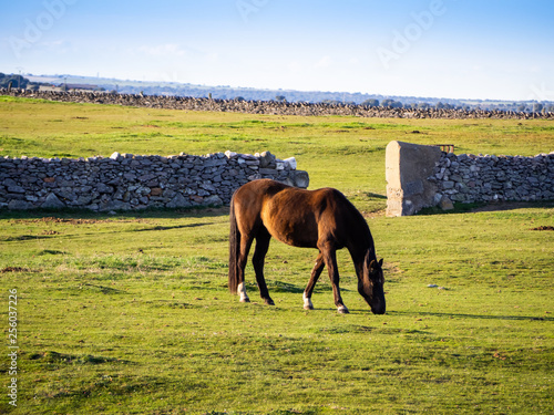 Horse grazing in a protected dehesa with stone walls in Spain