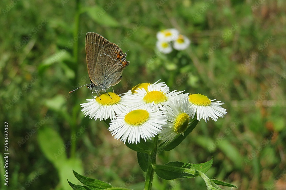 Butterfly on erigeron flowers in the meadow, closeup Butterfly on erigeron flowers in the meadow, closeup