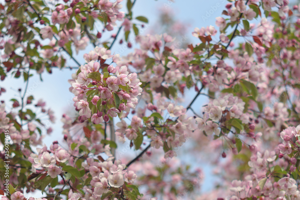 Garden of Eden with blooming apple trees - closeup. Garden of Eden with blooming apple trees - closeup.