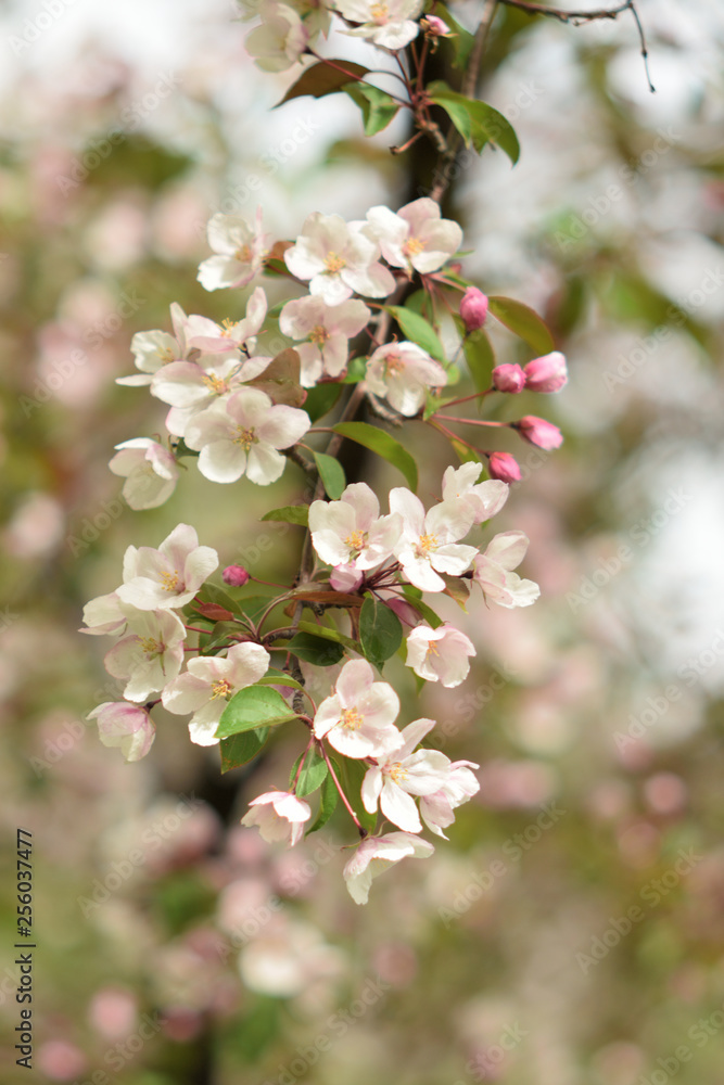 Garden of Eden with blooming apple trees - closeup. Garden of Eden with blooming apple trees - closeup.