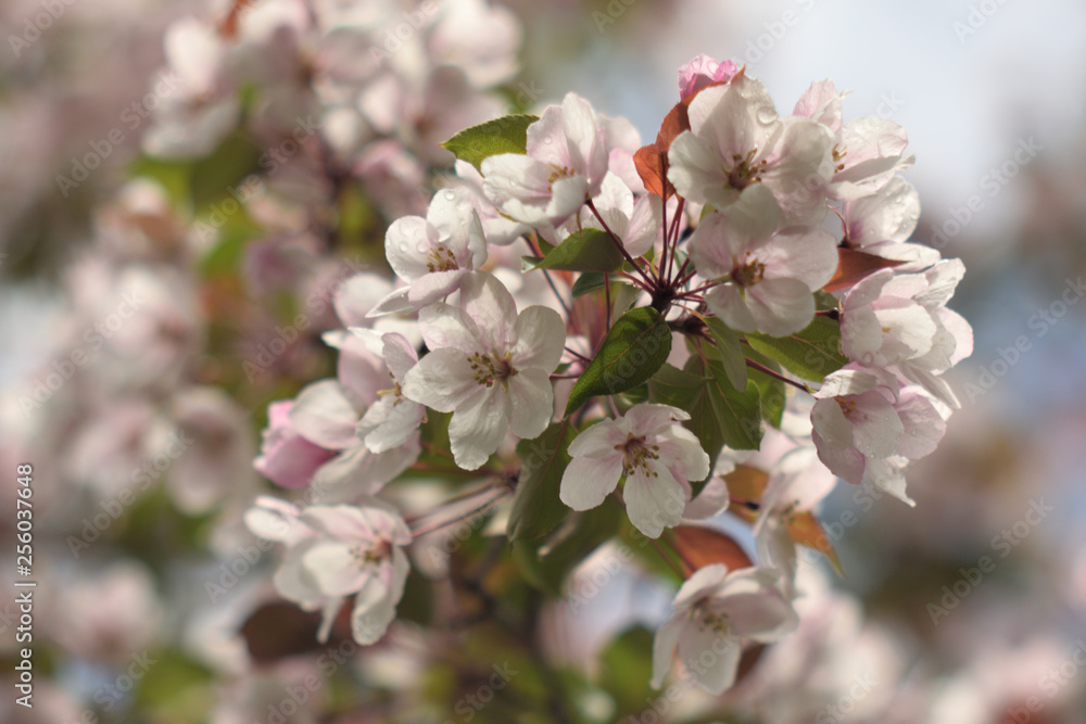 Obraz premium Garden of Eden with blooming apple trees - closeup.