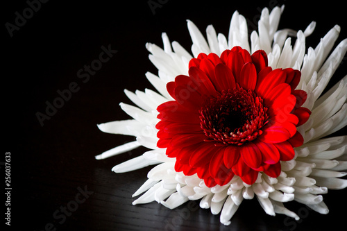 red and white flower on black background