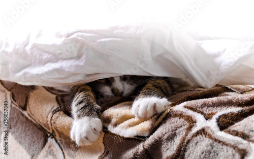 Fototapeta Naklejka Na Ścianę i Meble -  Cat's paws look out from under the blanket