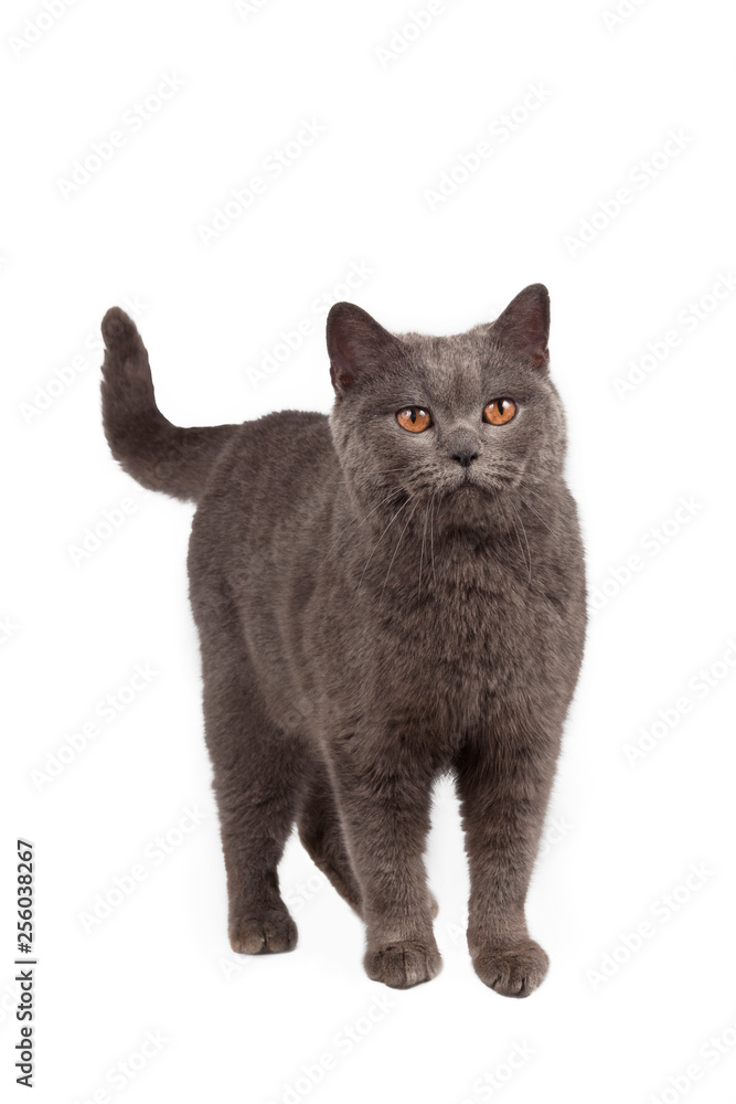 Funny cute cat posing on white background