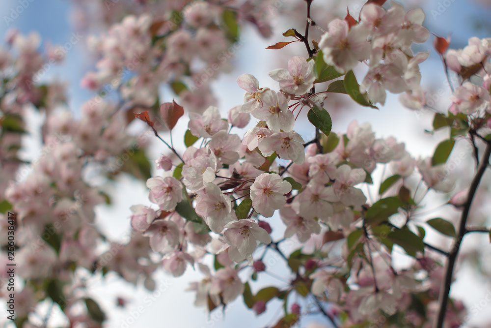 Garden of Eden with blooming apple trees - closeup. Garden of Eden with blooming apple trees - closeup.