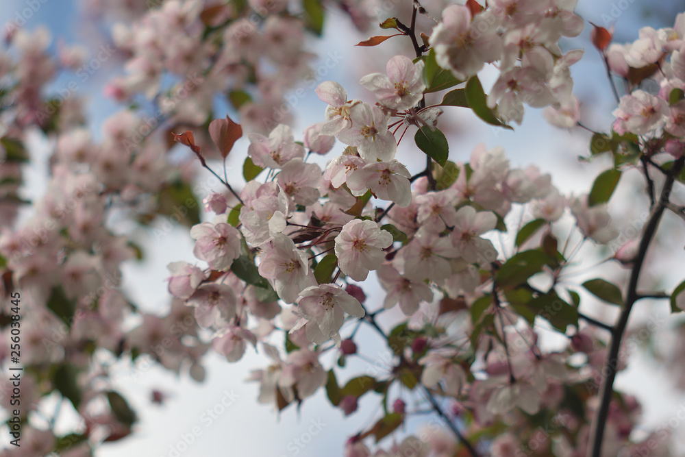 Garden of Eden with blooming apple trees - closeup. Garden of Eden with blooming apple trees - closeup.