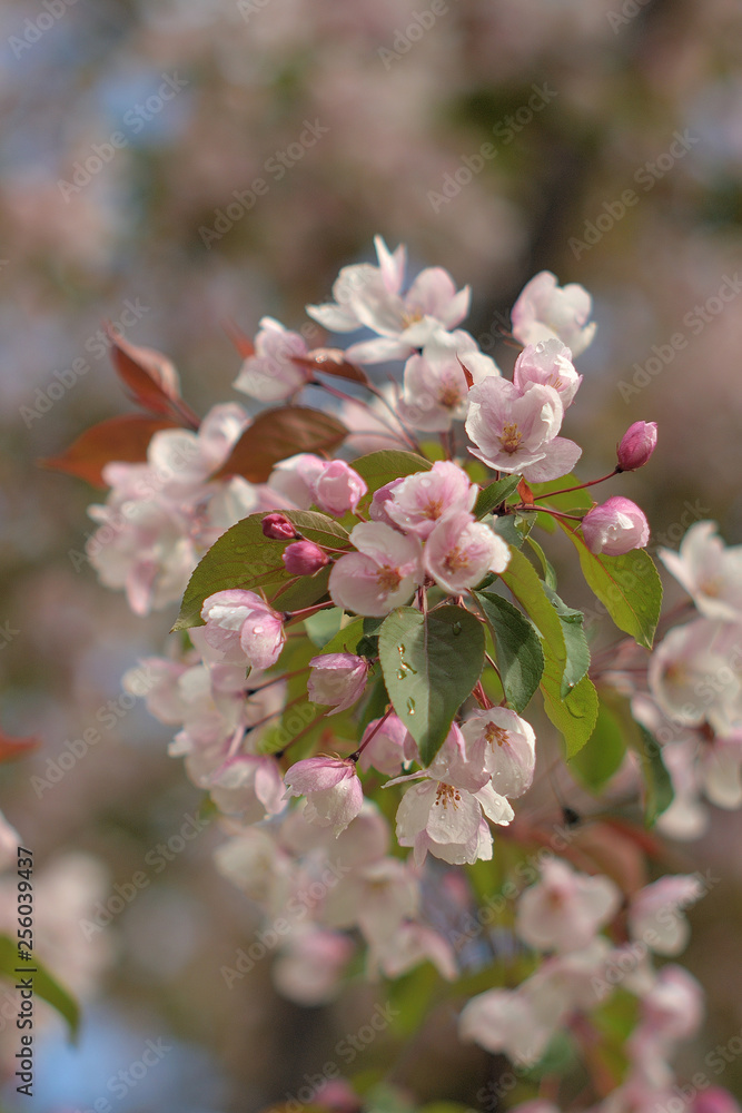 Naklejka premium Garden of Eden with blooming apple trees - closeup.