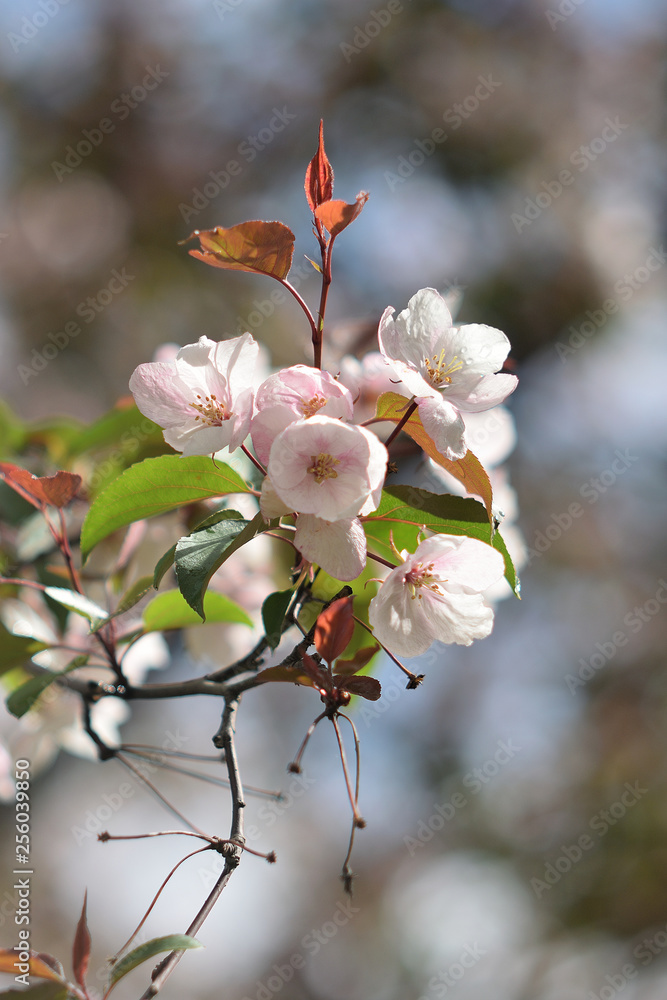 Garden of Eden with blooming apple trees - closeup. Garden of Eden with blooming apple trees - closeup.