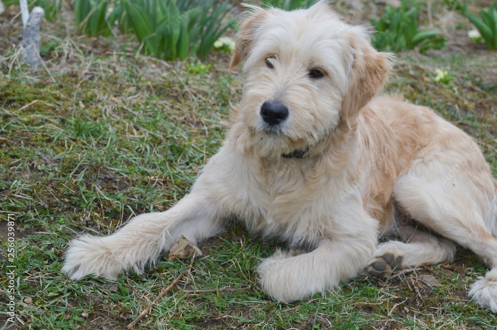 the dog is lying on the grass the dog is lying on the grass