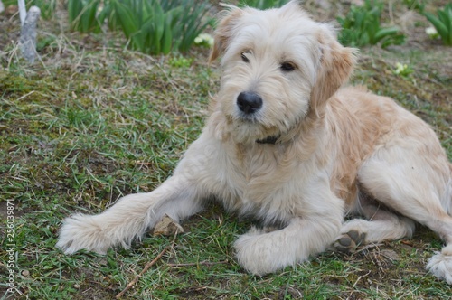 the dog is lying on the grass