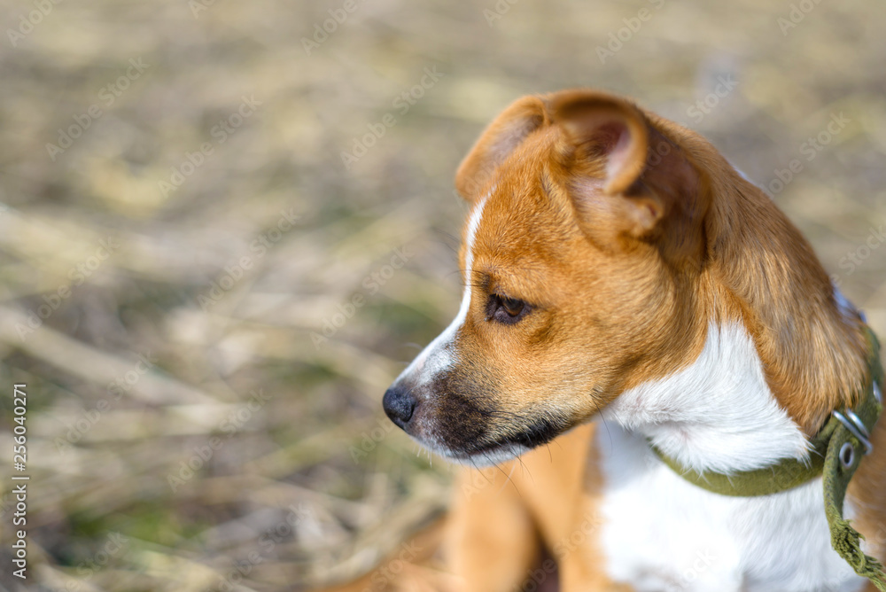 Portrait of a small dog. Dog in the countryside.