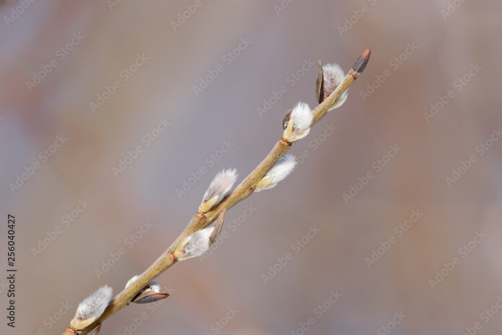 Willow buds in early spring with blurred background. Willow buds in early spring with blurred background.