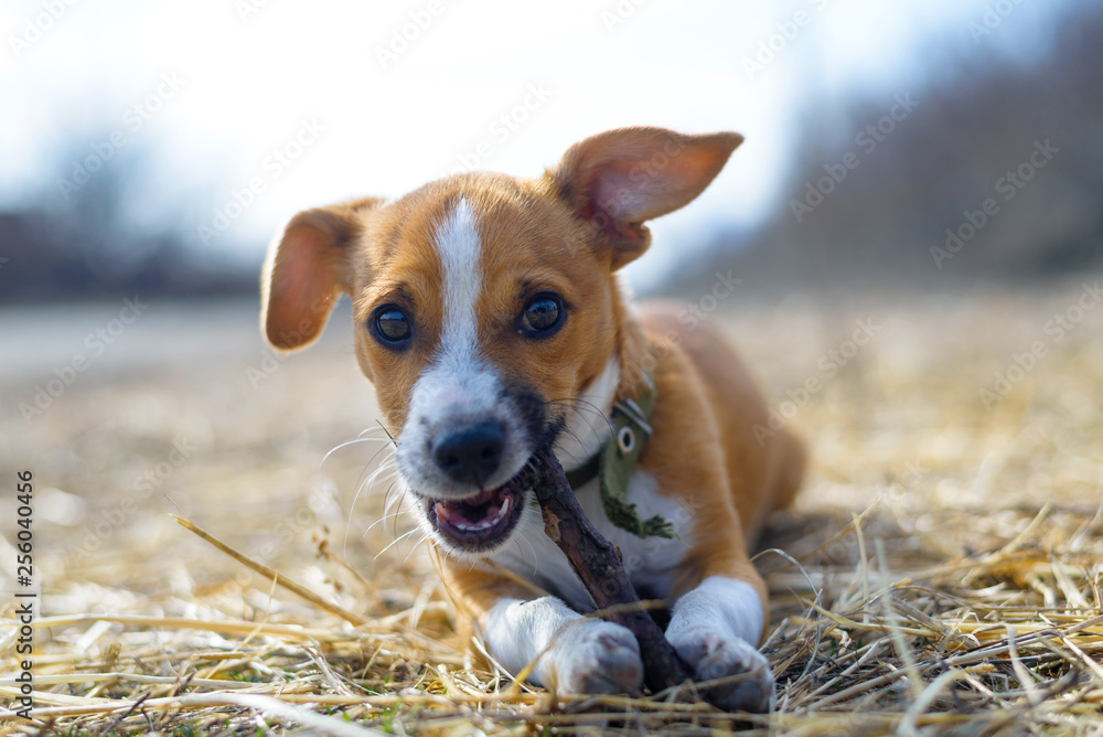 Puppy playing with a stick. Homeless dog. Small dog in the countryside. Puppy playing with a stick. Homeless dog. Small dog in the countryside.