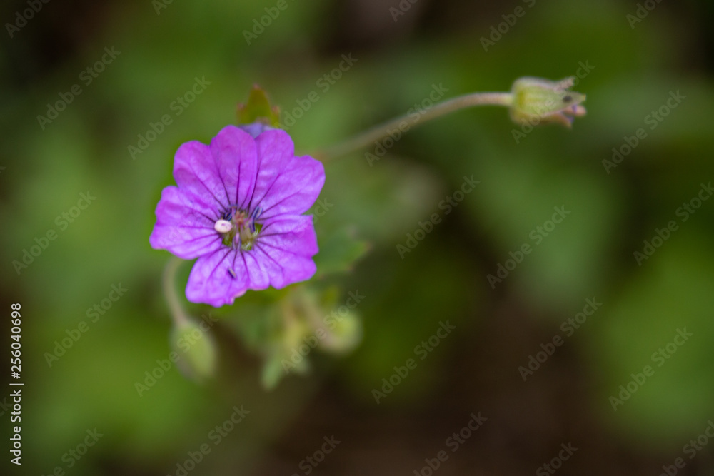 Obraz premium Purple flowering Geranium blossom with green blurred background, close up and selective focus