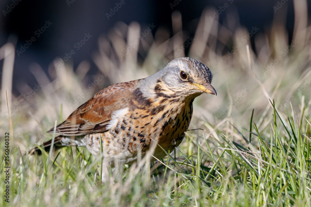 Obraz premium Fieldfare (Turdus pilaris) sitting on grass in early spring looking for food. Cute common funny thrush. Bird in wildlife.