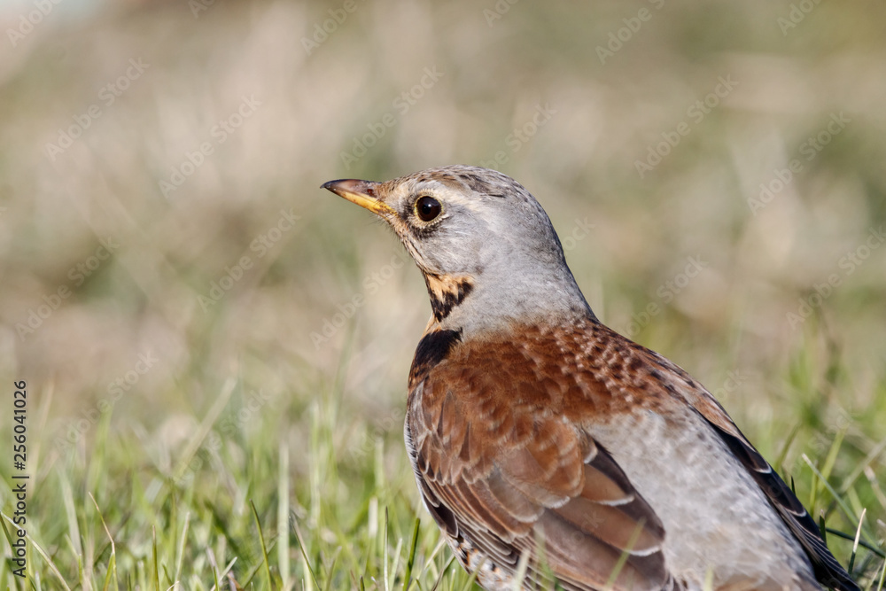 Fieldfare (Turdus pilaris) sitting on grass in early spring looking for food. Cute common funny thrush. Bird in wildlife. Fieldfare (Turdus pilaris) sitting on grass in early spring looking for food. Cute common funny thrush. Bird in wildlife.