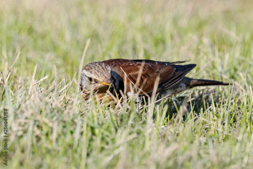 Fieldfare (Turdus pilaris) sitting on grass in early spring looking for food. Cute common funny thrush. Bird in wildlife. Fieldfare (Turdus pilaris) sitting on grass in early spring looking for food. Cute common funny thrush. Bird in wildlife.