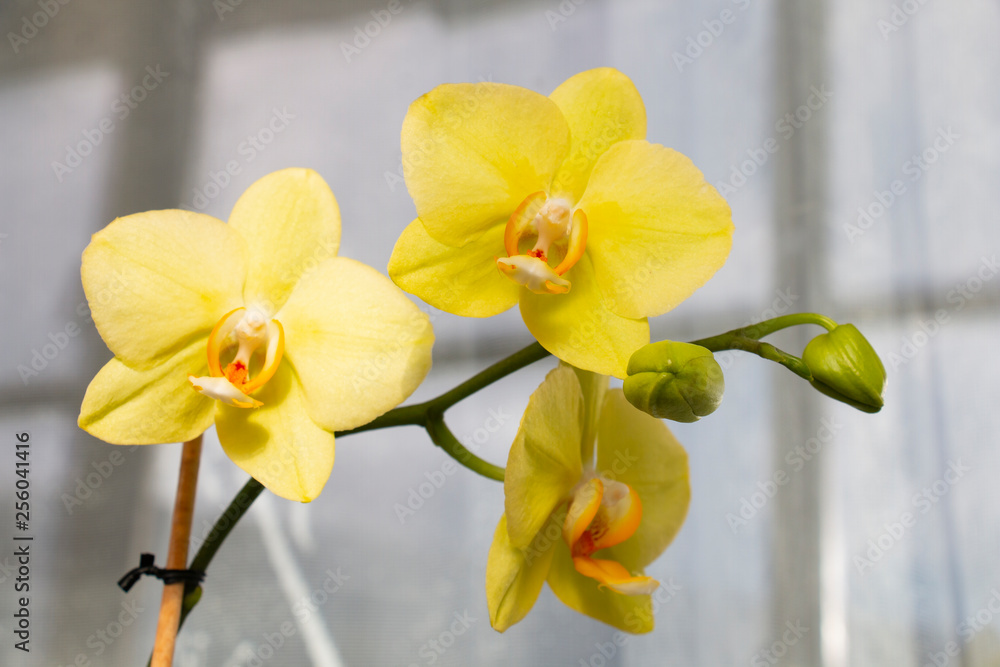 Obraz premium A branch of yellow orchids on the window. Live tropical orchid flower, floral background. Beautiful homemade bouquet of Thai orchids in the interior.