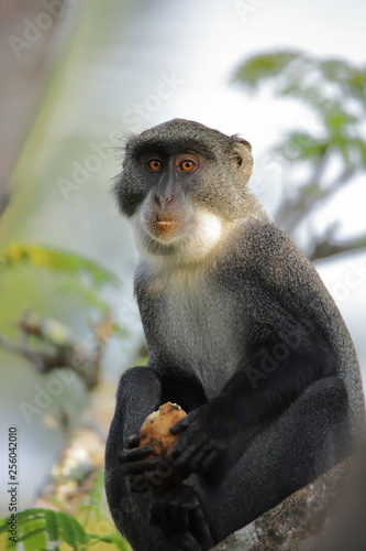 Close up of a sykes monkey with a fruit
