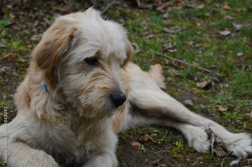 the dog is lying on the grass