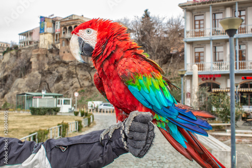 Parrot Ara in the city of Tbilisi. photo