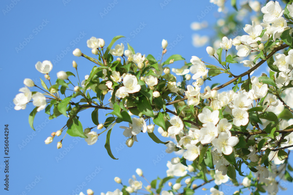 Garden of Eden with blooming apple trees - closeup.