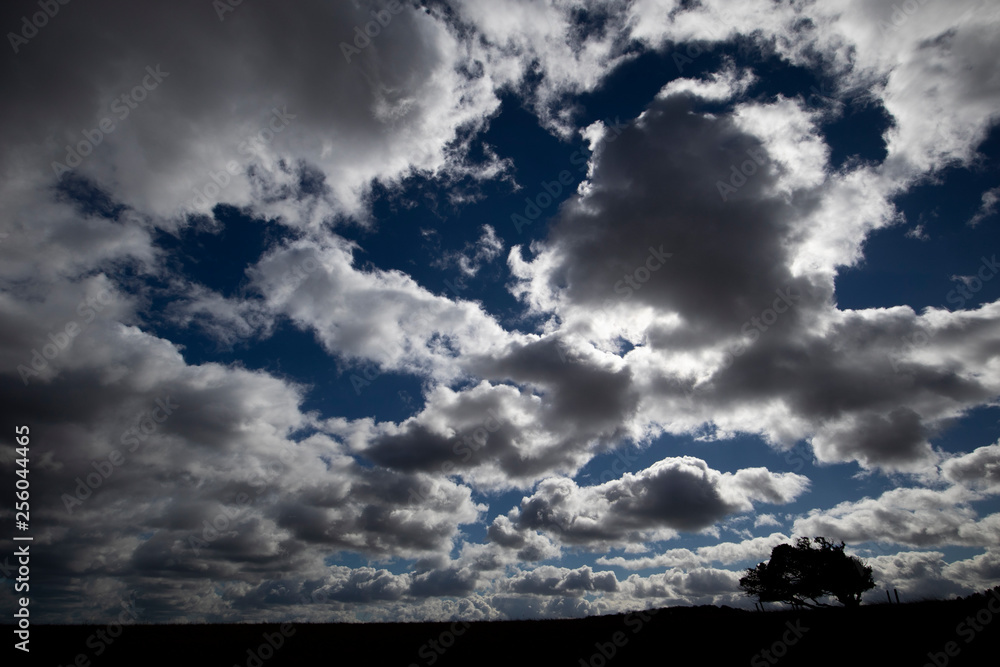 Dramatic silhouetted windswept stunted tree on farm grassland field in rural Hampshire against a cloudy sky Dramatic silhouetted windswept stunted tree on farm grassland field in rural Hampshire against a cloudy sky