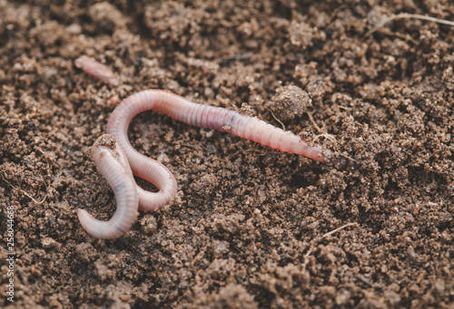 Earthworm in soil - closeup shot - Image