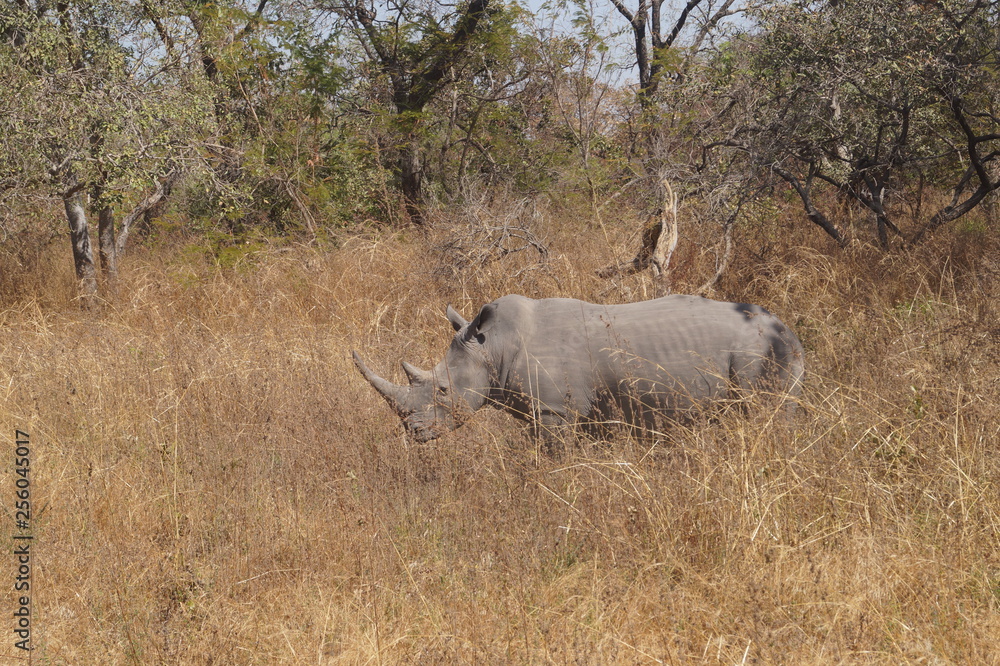 Fototapeta premium Nashorn Safari Senegal 